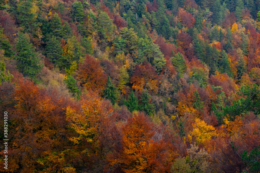 Natural cycle of changing season. Mixed colourful forest in the late autumn.