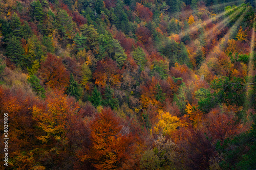 Natural cycle of changing season. Mixed colourful forest in the late autumn.