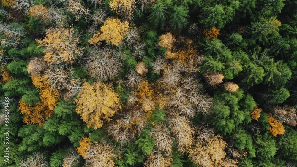 Top down view autumn forest, fall woodland aerial drone shot. Fly over pine trees and yellow treetops. Fallen leaves on ground. Zoom out and spin colorful texture in nature. Flight over woods Top down view autumn forest, fall woodland aerial drone shot. Fly over pine trees and yellow treetops. Fallen leaves on ground. Zoom out and spin colorful texture in nature. Flight over woods