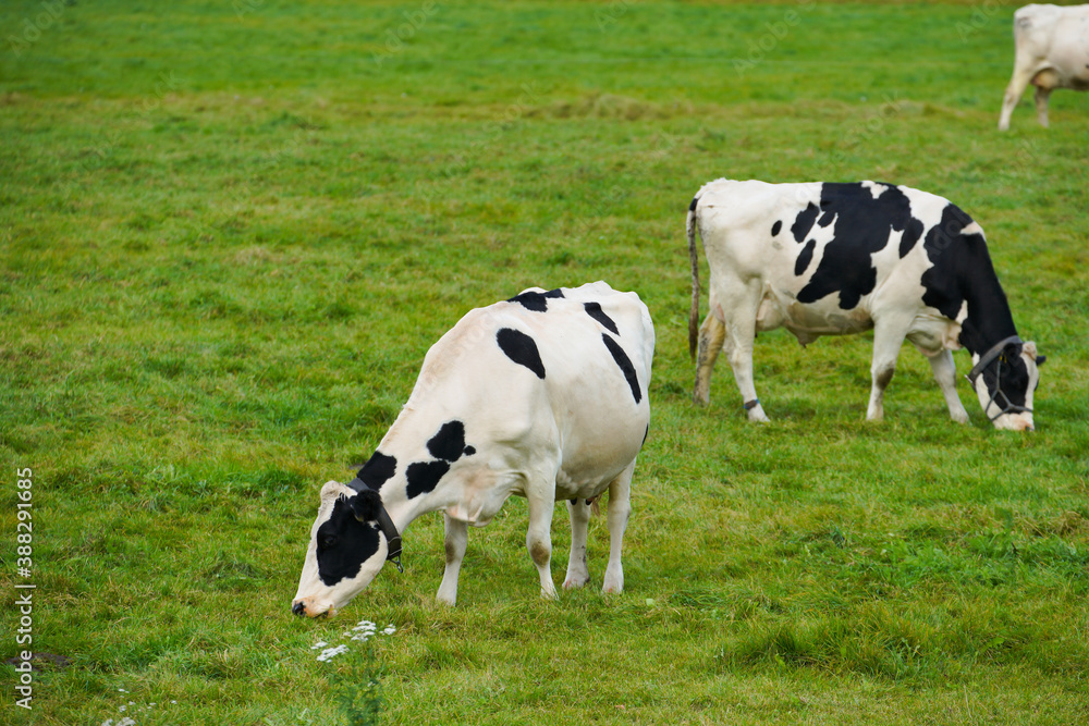 北海道、標津郡「中標津町」近辺で放牧されている牛