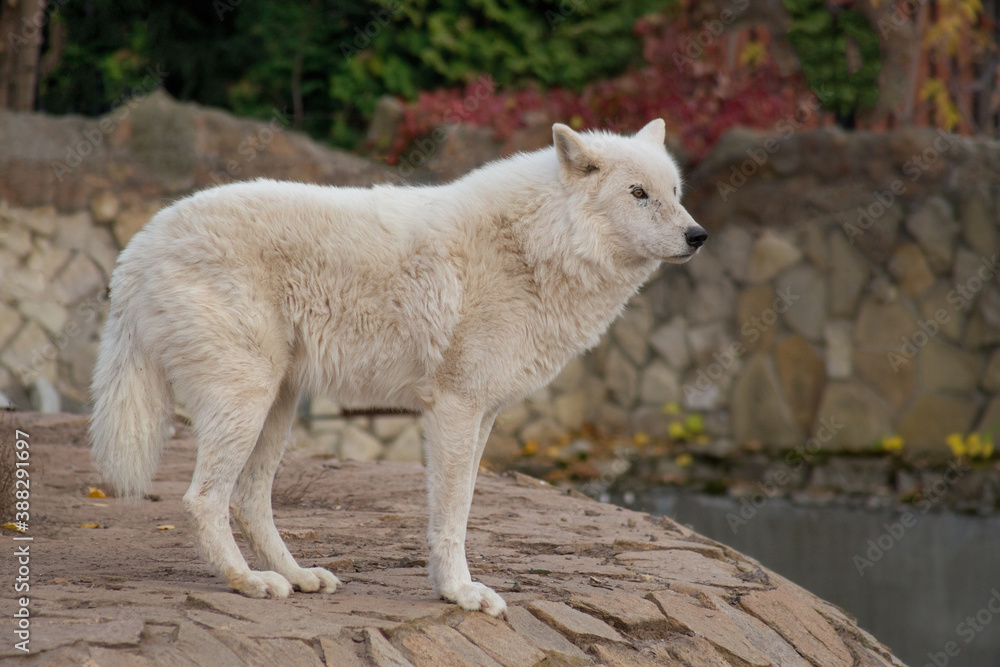 Wild polar wolf is standing on the gray rocks. Canis lupus arctos. Alaskan tundra wolf or white wolf. Wild polar wolf is standing on the gray rocks. Canis lupus arctos. Alaskan tundra wolf or white wolf.