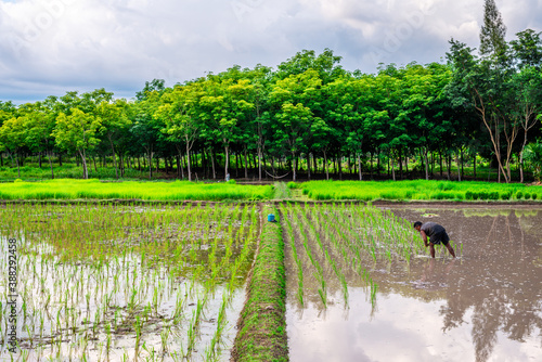 Rice field, Agriculture, paddy, with farmer © jimbophotoart
