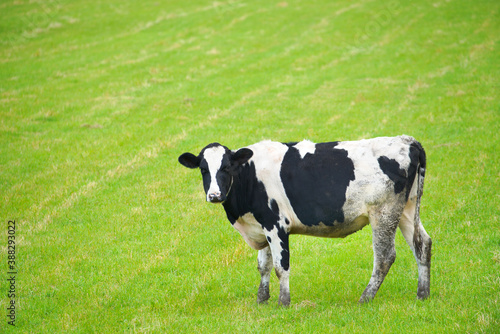 北海道、標津郡「中標津町」近辺で放牧されている牛