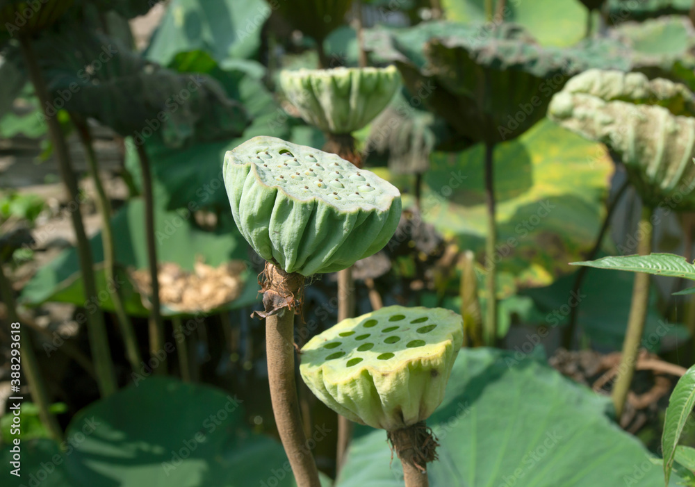 Lotus seeds and lotus leaves in a lotus pond