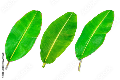 Banana leaf  green leaves  isolated