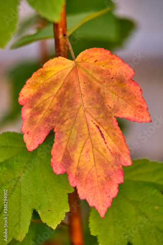 Autumn composition of green leaves and one red.