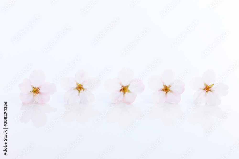 Fototapeta premium ソメイヨシノ