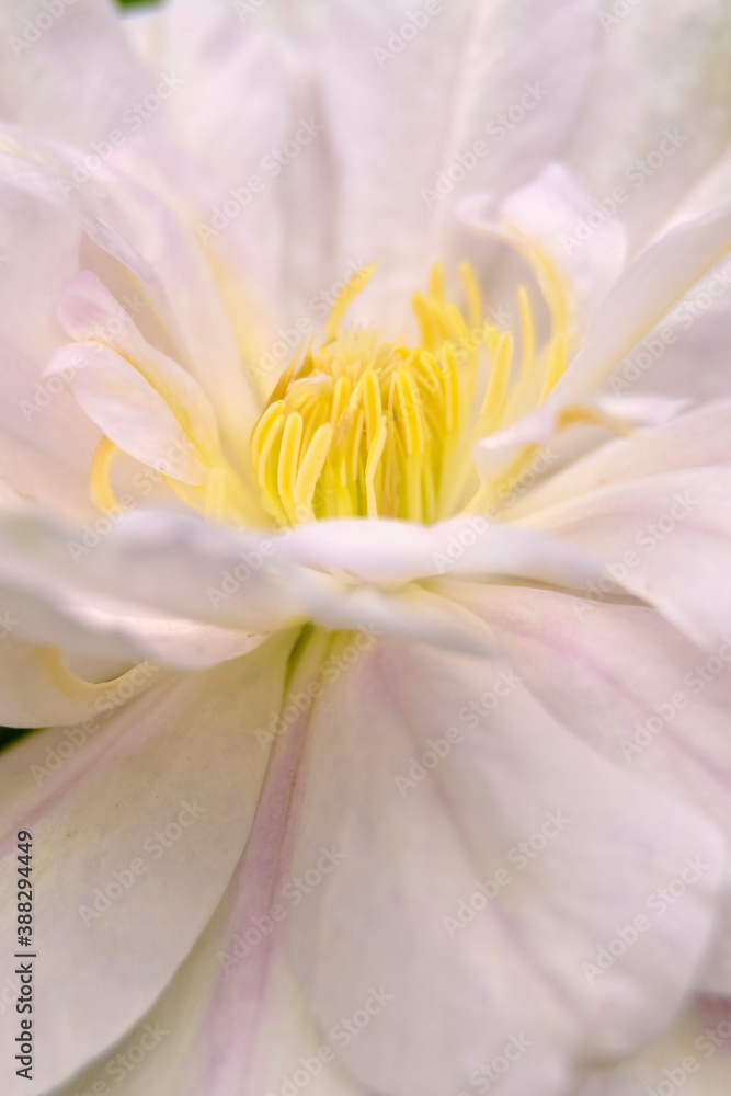 The delicate flower of the white Clematis close-up. The delicate flower of the white Clematis close-up.