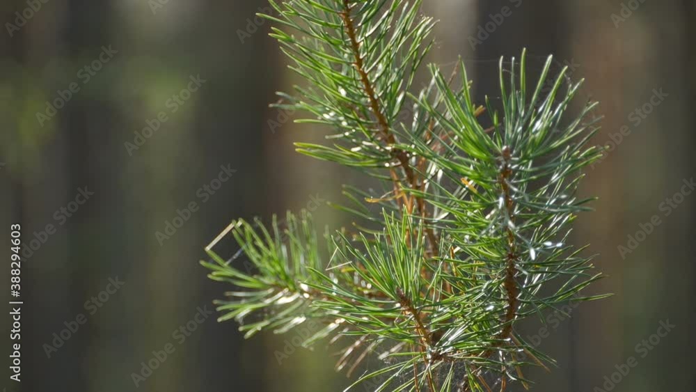 pine branch with green coniferous needles pine branch with green coniferous needles