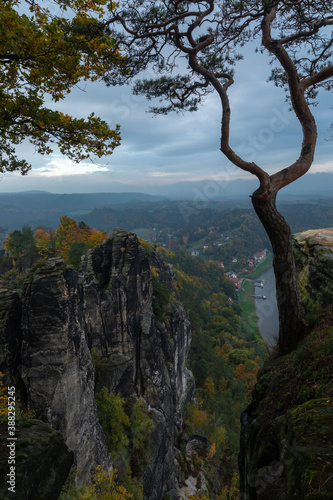 pine tree on the cliff