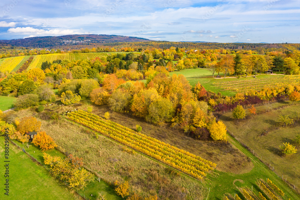 Bird's eye view of the beautiful autumnal colored vineyards near Rauenthal / Germany in the Rheingau and the Taunus in the background