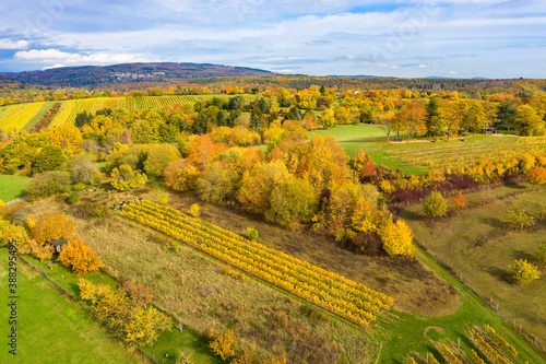 Bird's eye view of the beautiful autumnal colored vineyards near Rauenthal / Germany in the Rheingau and the Taunus in the background