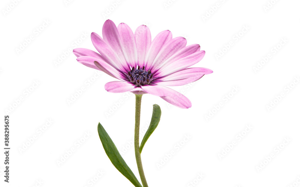 Osteospermum Daisy or Cape Daisy Flower Flower Osteospermum Daisy or Cape Daisy Flower Flower