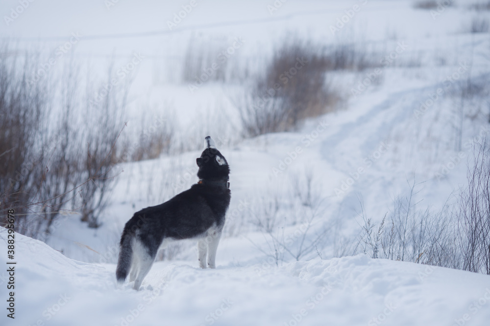Dog in the winter in nature. Siberian Husky on the snow Dog in the winter in nature. Siberian Husky on the snow