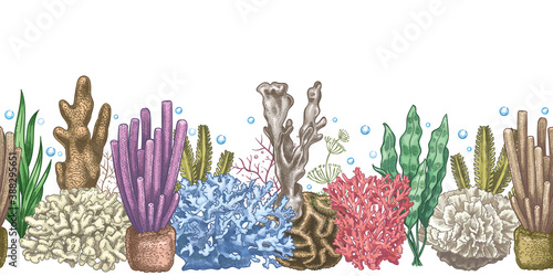 Seaweed seamless border. Sea reef weeds and corals, underwater ocean and aquarium life. Marine japanese, chinese style sketch vector frame. Illustration nautical coral reef, seaweed aquatic
