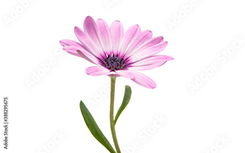 Osteospermum Daisy or Cape Daisy Flower Flower