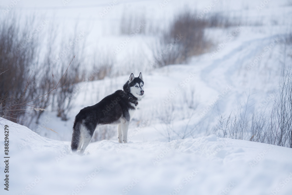 Naklejka premium Dog in the winter in nature. Siberian Husky on the snow