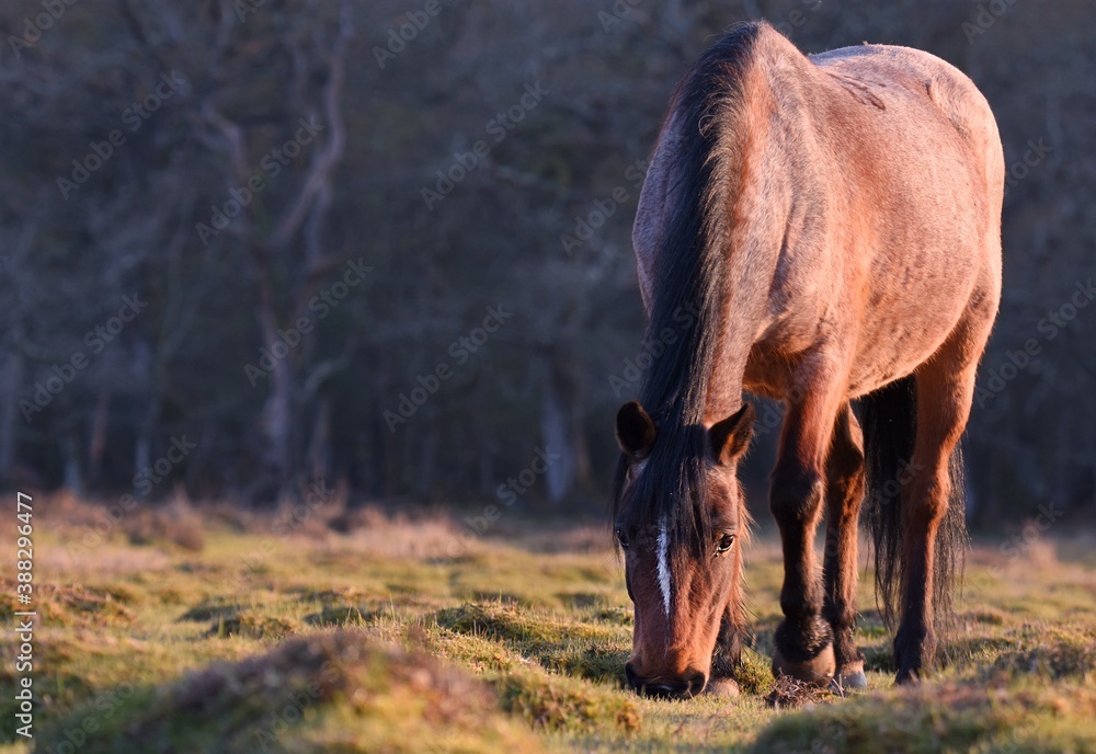 Fototapeta premium Horse grazingin at beautiful sunset