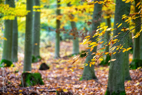 Detail of beech branch with leaves in colorful autumn forest