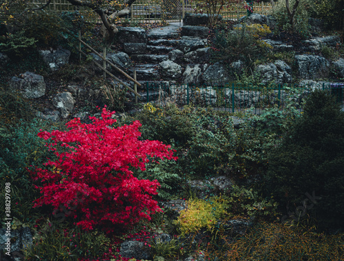 A variety of colours dominated by a red tree in the Japanese Gardens in Avenham Park, Preston, UK