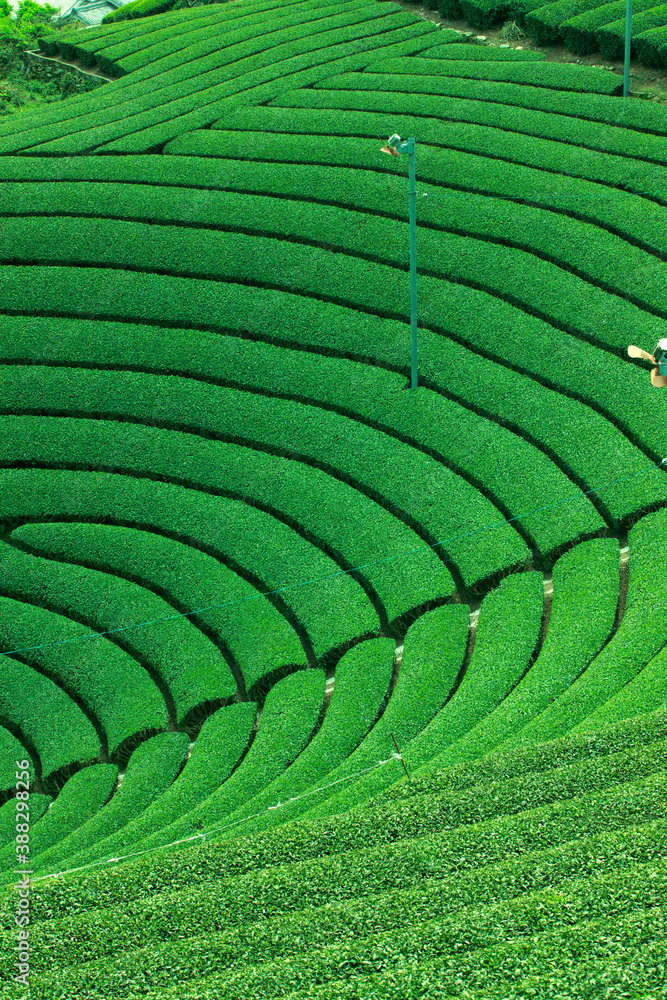 Fototapeta premium 和束の茶畑