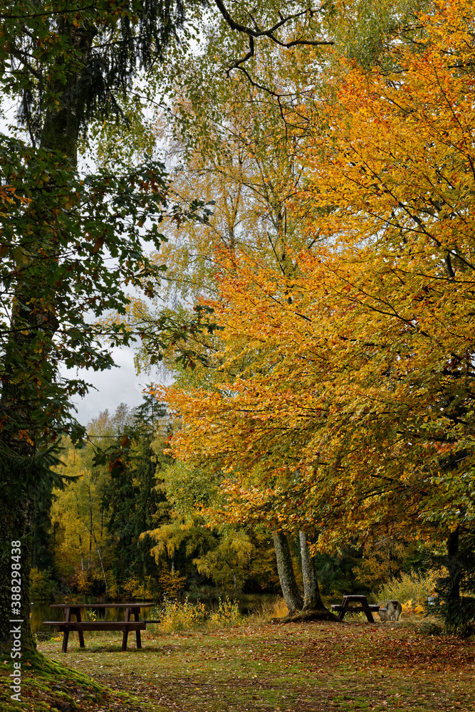 chemin en automne dans les Vosges chemin en automne dans les Vosges