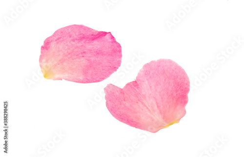 Wallpaper Mural pink rose petals isolated Torontodigital.ca