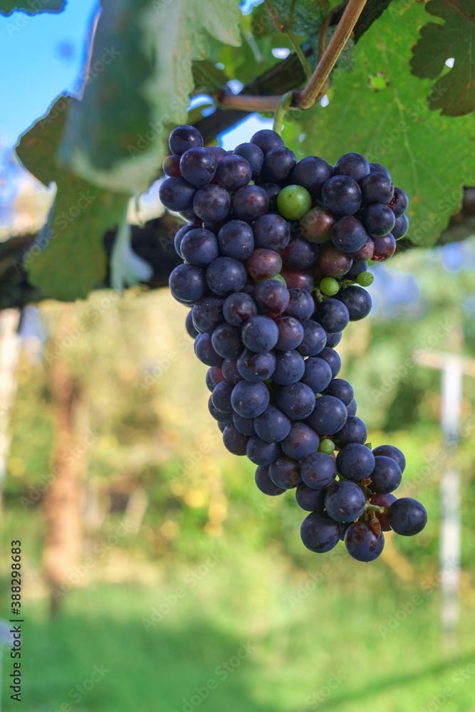 Single bunch of ripe red wine grapes hanging on a vine with green leaves