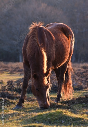 Horse grazingin at beautiful sunset
 photo