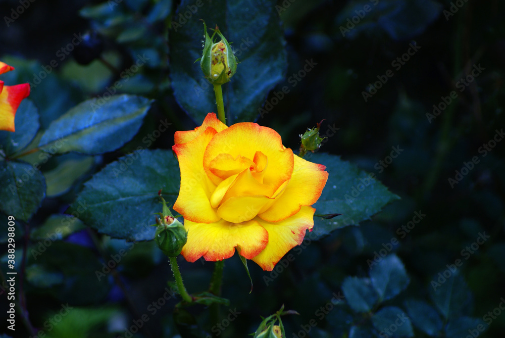 Yellow rose in the garden shot alone. Yellow rose in the garden shot alone.