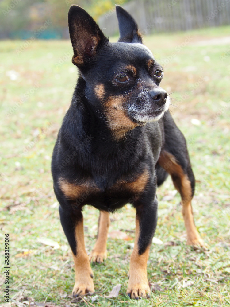 Portrait of an old dog of the Chihuahua breed against the background of autumn grass Portrait of an old dog of the Chihuahua breed against the background of autumn grass