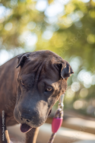 A dog Shar Pei visiting Malaga one of the most charming cities of Andalusia in Spain. with a perfect sunny day and good dog company.