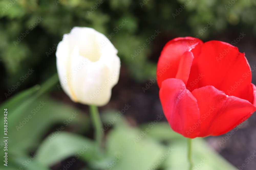 Naklejka premium Tulip buds close up