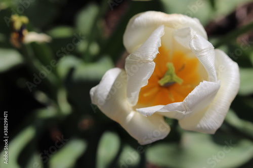Opened bud of white tulip close up