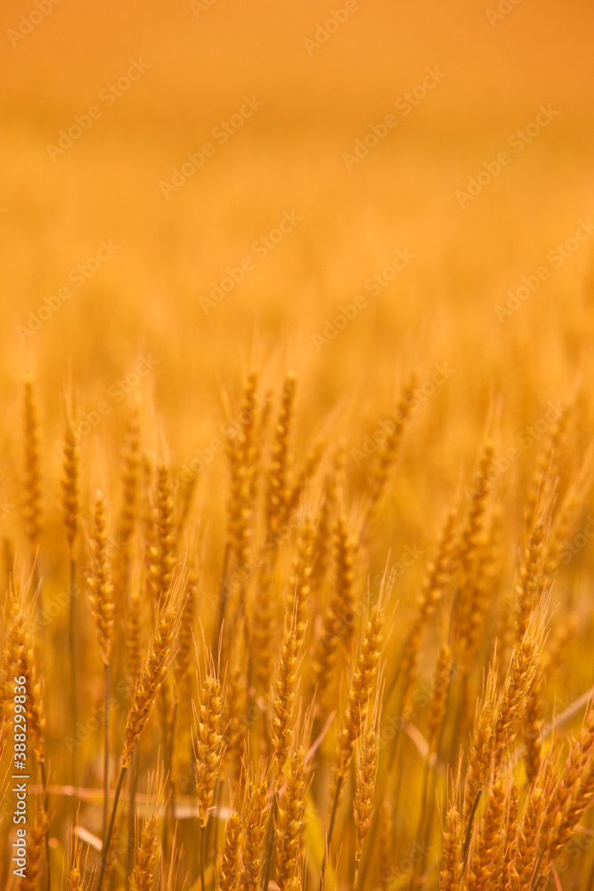 小麦畑 小麦畑