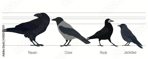 Different species of black european bird. Raven, hooded crow, rook and jackdaw. Vector illustration.