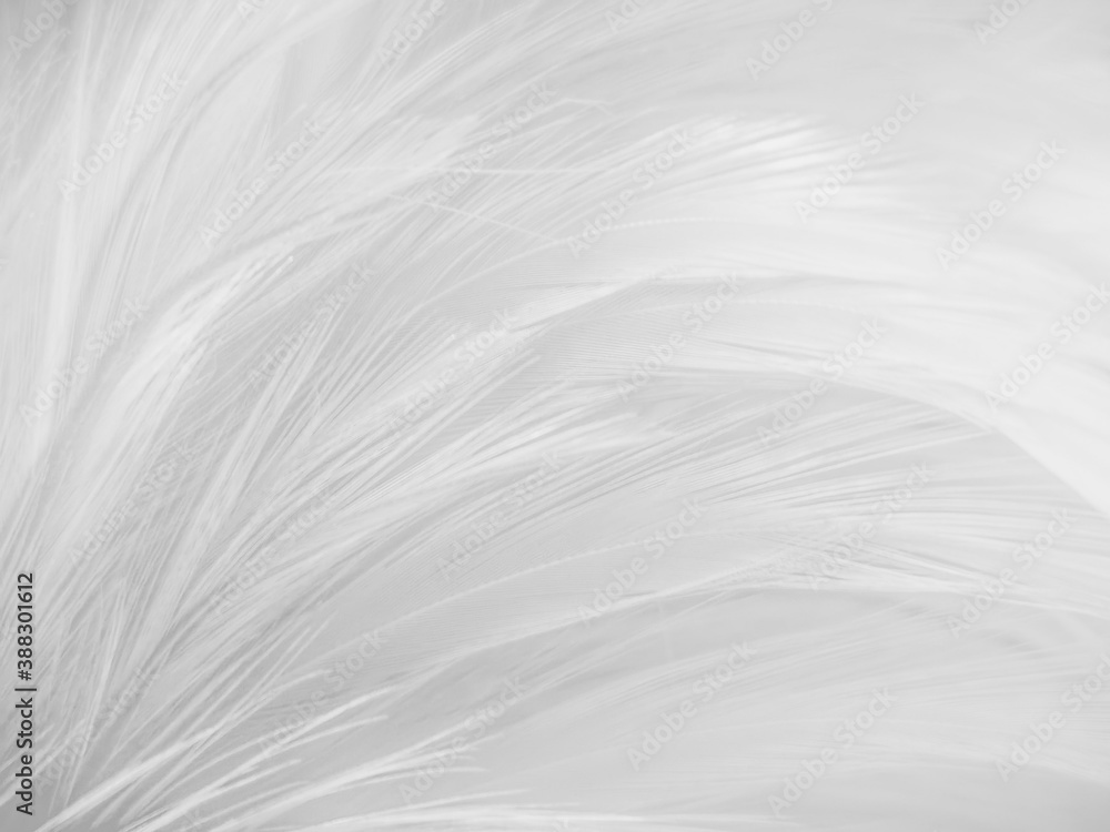 Beautiful abstract gray feathers on white background and soft white feather texture on white pattern and brown background, white texture wallpaper, love theme, valentines day Beautiful abstract gray feathers on white background and soft white feather texture on white pattern and brown background, white texture wallpaper, love theme, valentines day