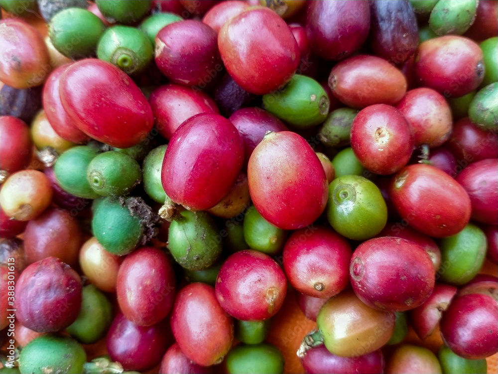 Coffee beans mix green and red Coffee beans mix green and red