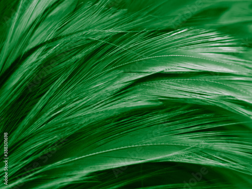 Beautiful abstract white and green feathers on dark background and soft white feather texture on white pattern and green background  feather background   green banners