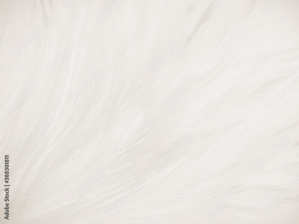Beautiful abstract gray feathers on white background and soft white feather texture on white pattern and brown background, white texture wallpaper, love theme, valentines day Beautiful abstract gray feathers on white background and soft white feather texture on white pattern and brown background, white texture wallpaper, love theme, valentines day