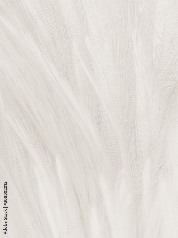 Fototapeta premium Beautiful abstract gray feathers on white background and soft white feather texture on white pattern and brown background, white texture wallpaper, love theme, valentines day