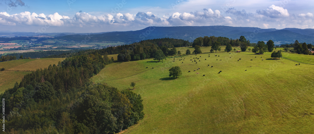 Landscape on the border of the Czech Republic and Poland with a grazing herd of cows.