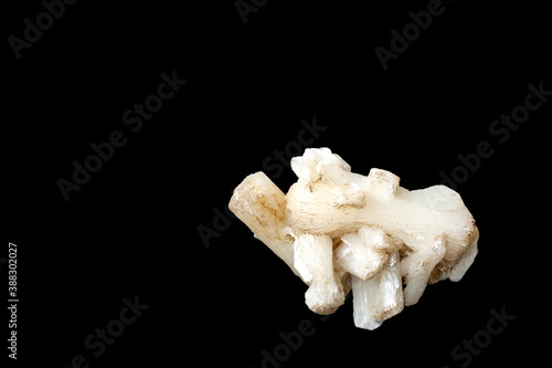 Gypsum-selenite crystals, isolate on black background with copy space.