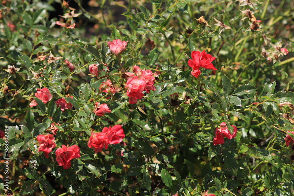 Red roses on a bush