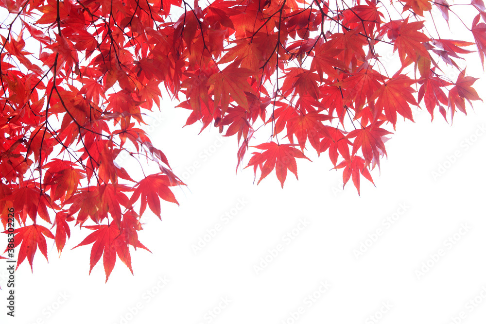 奈良、紅葉 奈良、紅葉