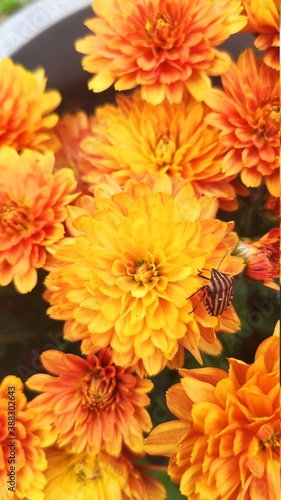 Beautiful orange chrysanthemum flowers       