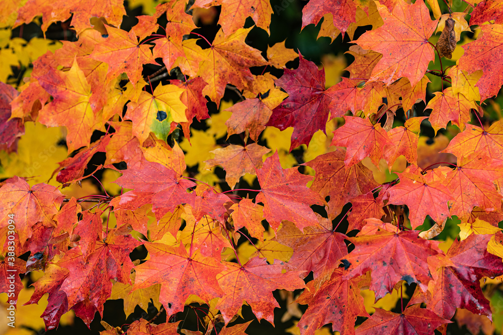 feuilles d'érable en automne