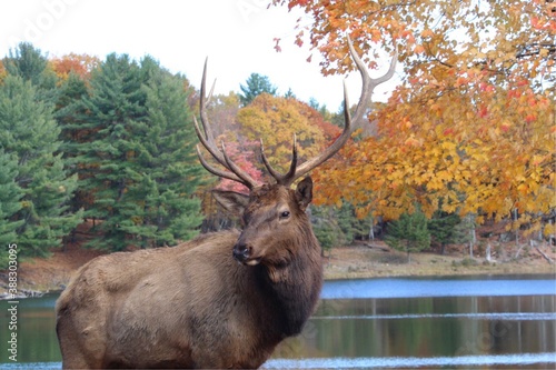 elk in the woods in autumn