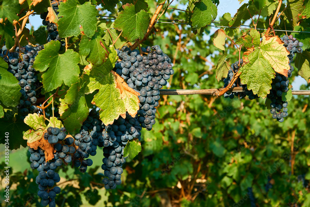 Red grapes in the vineyard 