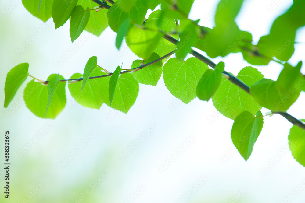 Obraz premium カツラの若葉